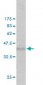 EXT2 Antibody (monoclonal) (M01)
